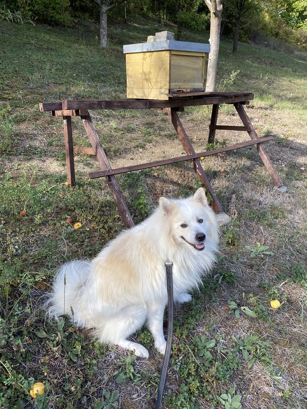 Imkerhund Krusty der Weiße Großspitz am Bienenstand